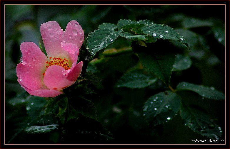 photo "in rain" tags: nature, macro and close-up, flowers