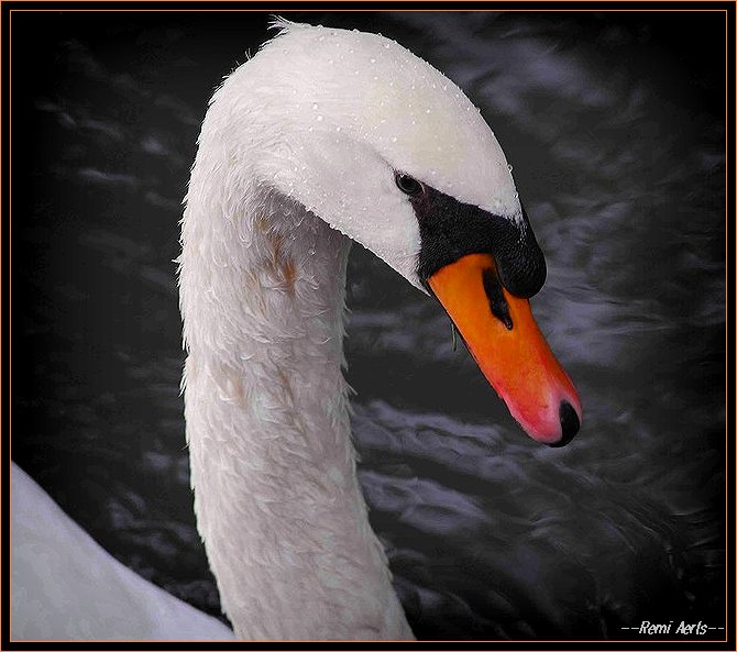 photo "swan" tags: nature, portrait, wild animals