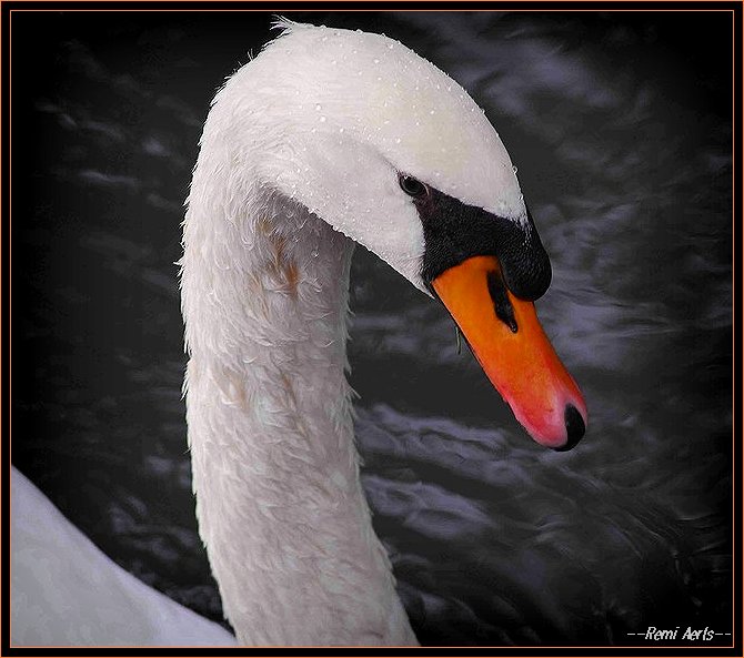 фото "swan" метки: природа, портрет, дикие животные