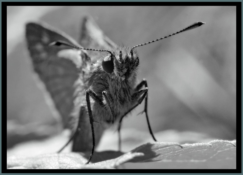 photo "Портрет одной моей знакомой дамы" tags: nature, macro and close-up, insect