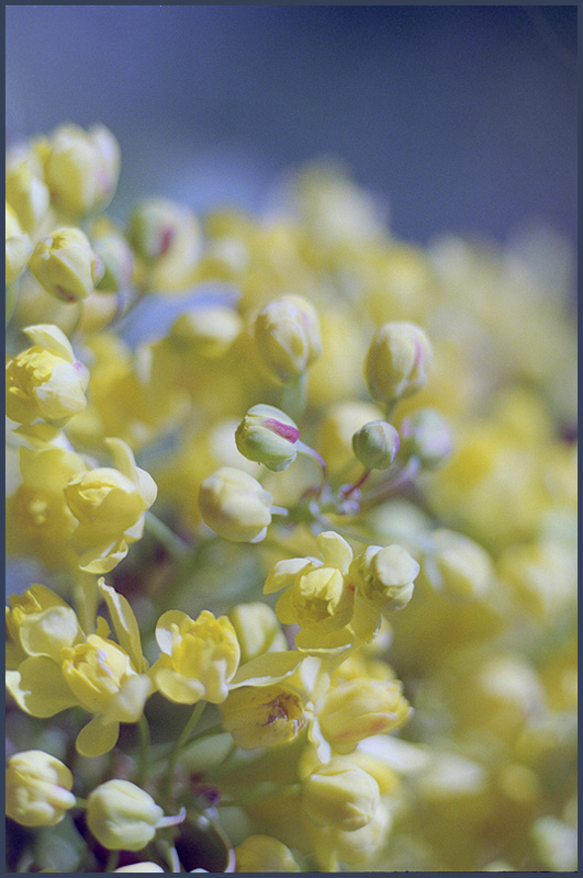 photo "Tenderness 2" tags: nature, macro and close-up, flowers