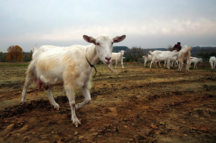 photo "***" tags: nature, reporting, pets/farm animals