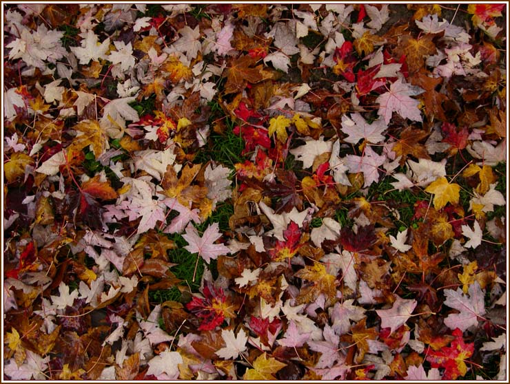 photo "Autumn Carpet" tags: landscape, nature, autumn, flowers