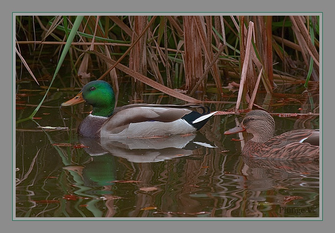 фото "Two...." метки: природа, домашние животные