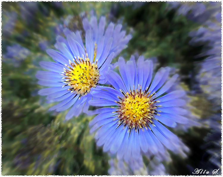 photo "***" tags: nature, macro and close-up, flowers