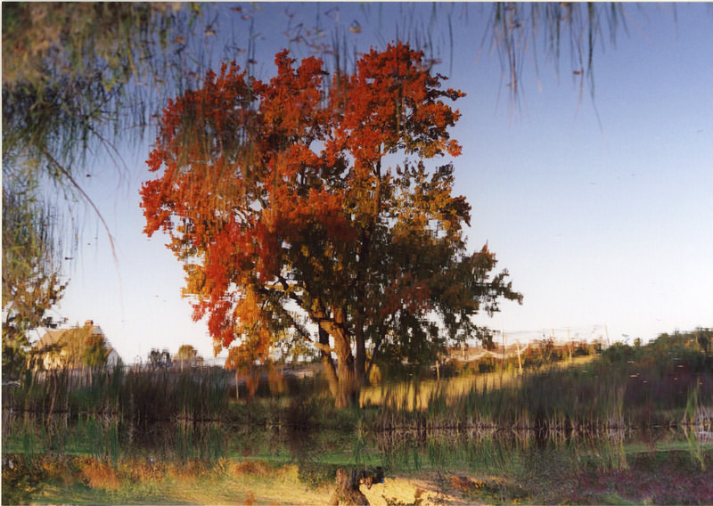 photo "'Water' Tree" tags: landscape, autumn, water