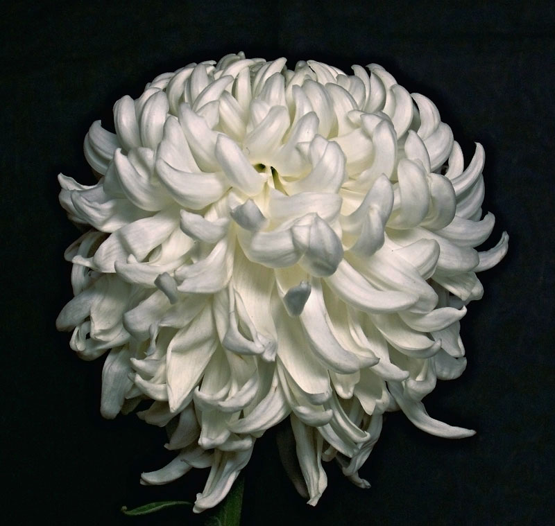 photo "Nothing to be compared to a white chrysanthemum" tags: nature, macro and close-up, flowers