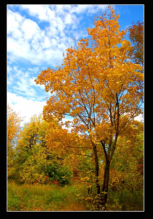 фото "Цвет2" метки: пейзаж, природа, осень