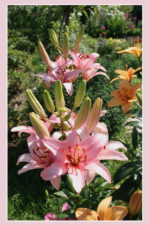 фото "Лилия на даче" метки: природа, цветы