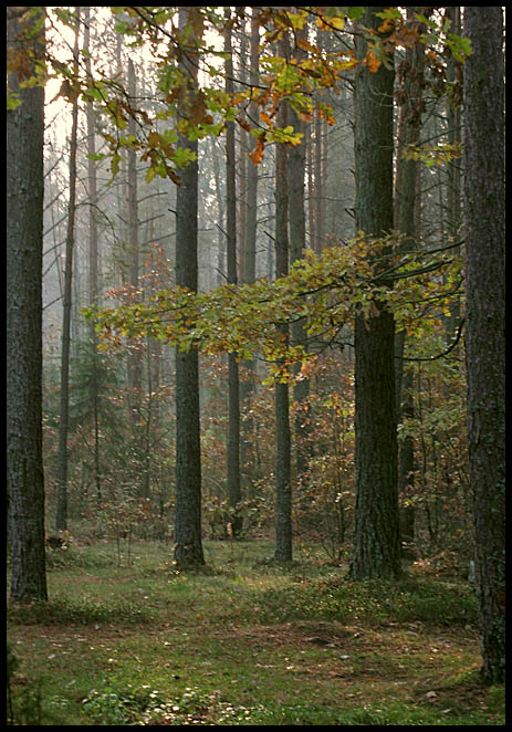 photo "Fall forest" tags: landscape, autumn, forest