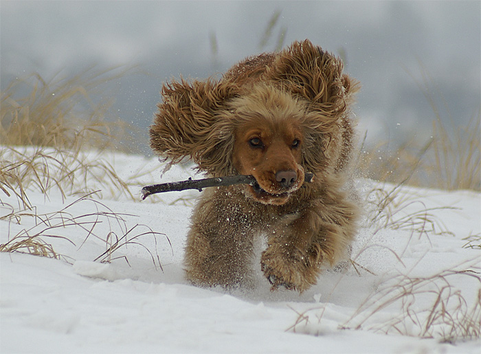 photo "snow dog..." tags: nature, 