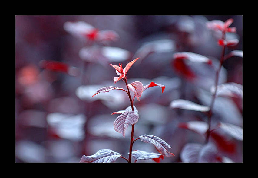 photo "Casual sight..." tags: nature, flowers