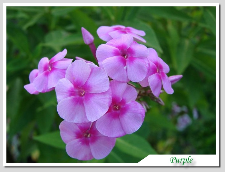 фото "Purple Delicacy" метки: природа, макро и крупный план, цветы