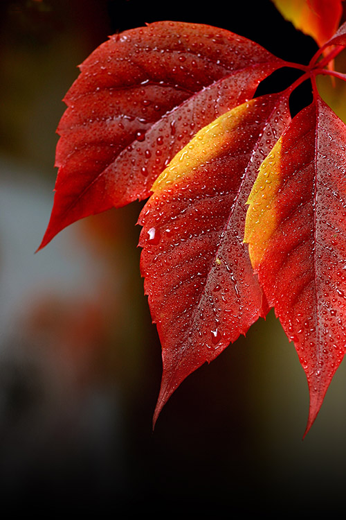 фото "Autumn by my window" метки: пейзаж, природа, осень, цветы