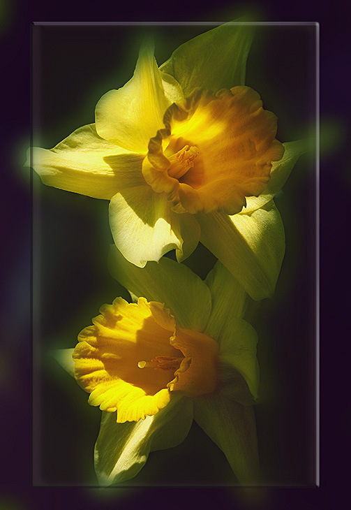 photo "***" tags: nature, flowers