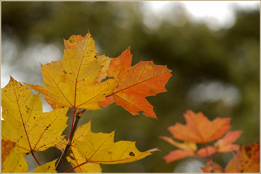 photo "Leaves..." tags: macro and close-up, nature, flowers