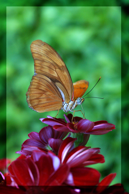 photo "***" tags: nature, insect