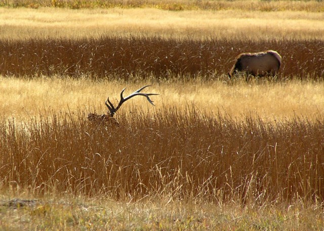 фото "In the Grass" метки: путешествия, природа, Северная Америка, дикие животные