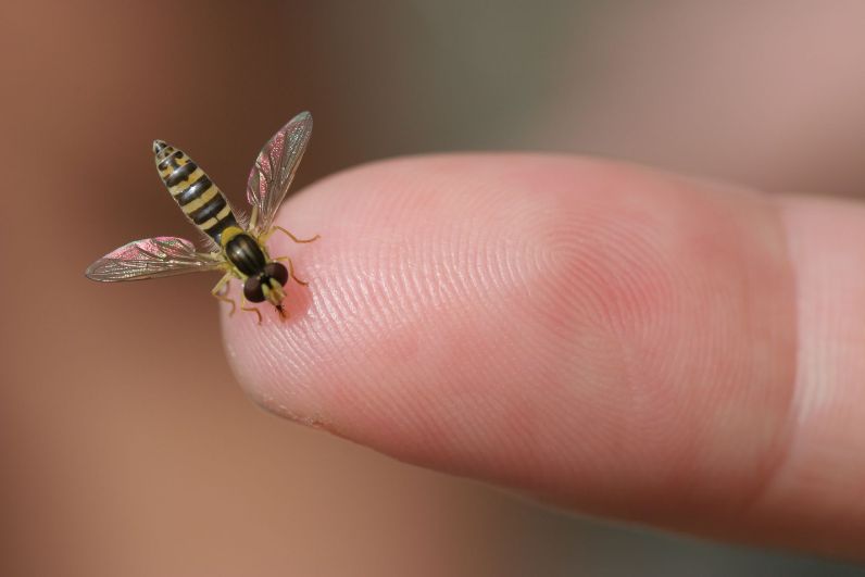 photo "***" tags: nature, insect