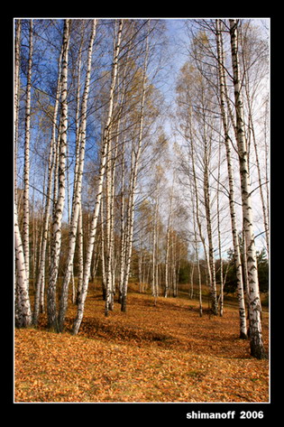 фото "farewell" метки: пейзаж, лес, осень