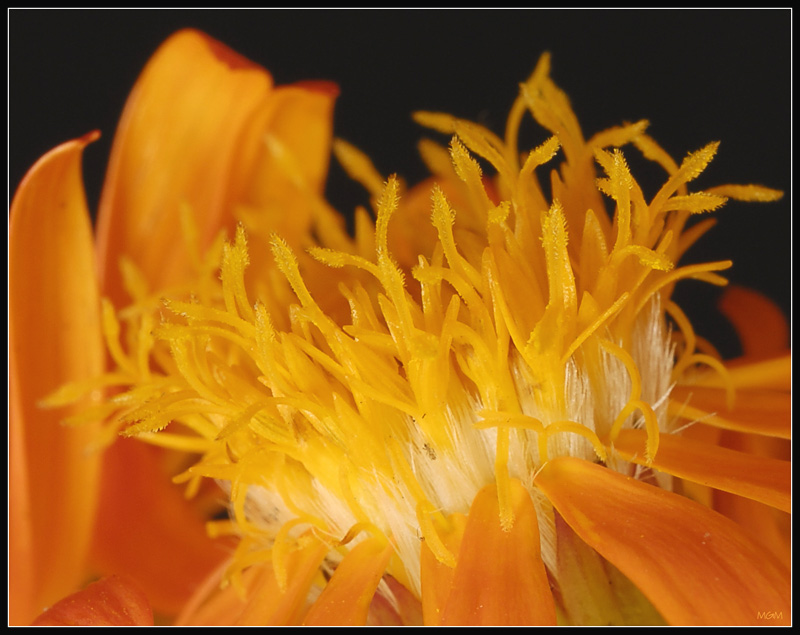 photo "Macro in orange" tags: macro and close-up, nature, flowers