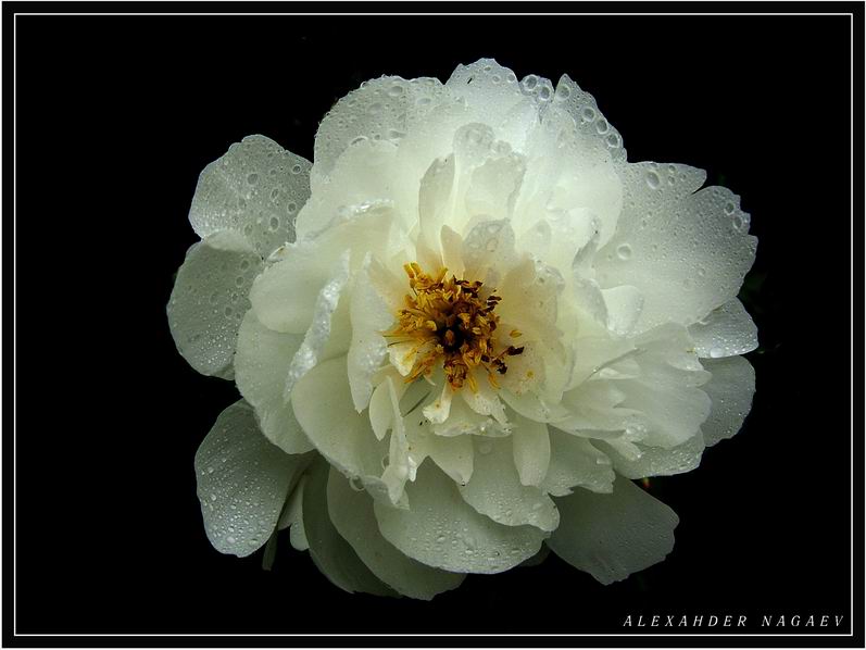 photo "***" tags: nature, flowers