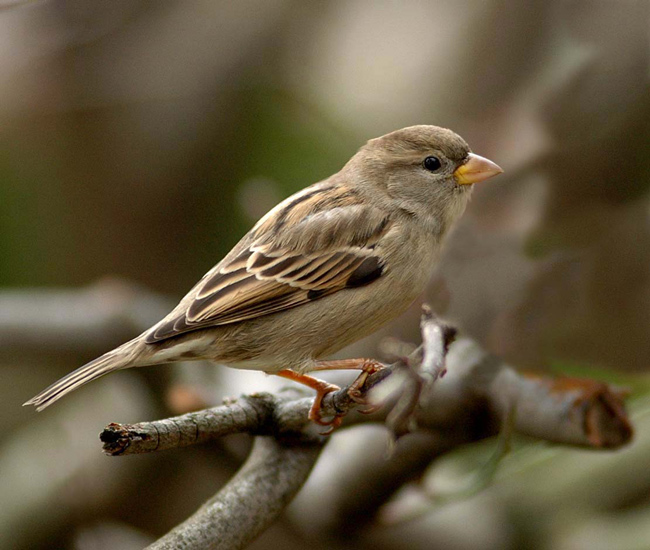 photo "Sparrow" tags: nature, wild animals