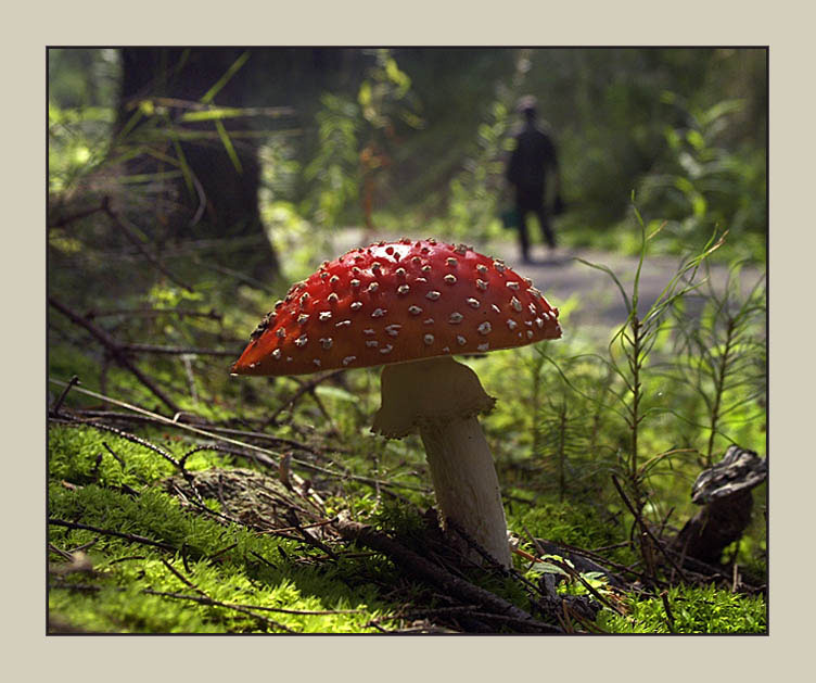 photo "The most tasty mushroom... :)" tags: nature, genre, flowers