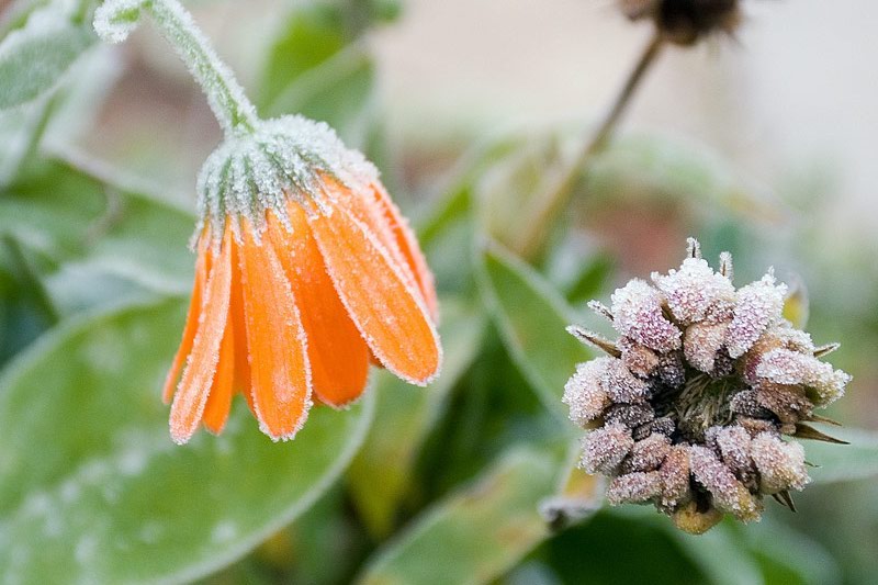 photo "***" tags: macro and close-up, nature, flowers