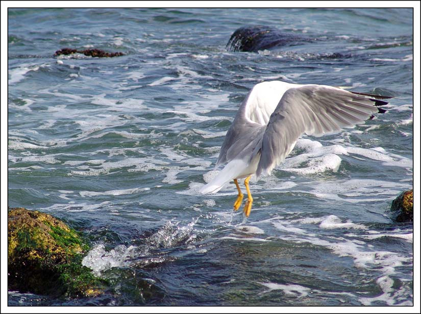 photo "***" tags: nature, landscape, water, wild animals