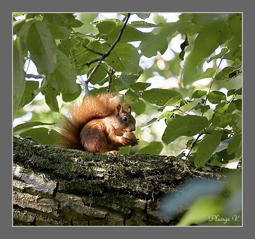 фото "hy....." метки: природа, дикие животные