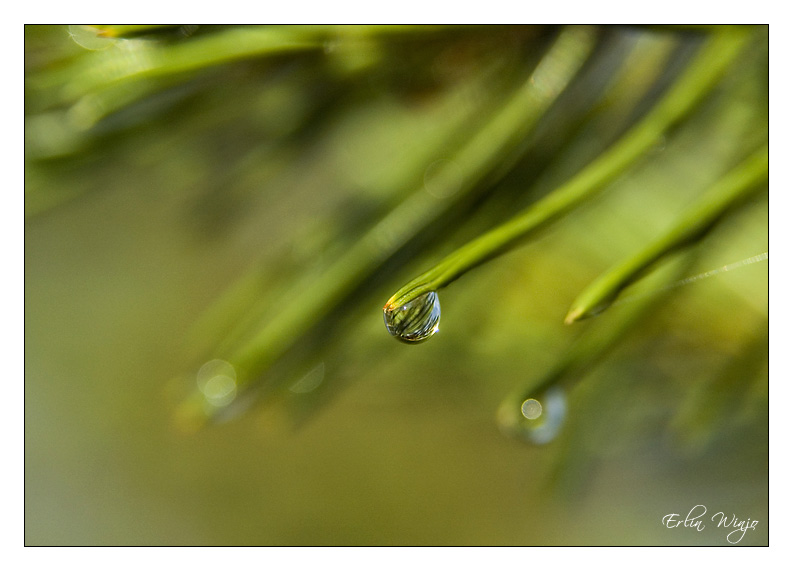 photo "Nostalgia" tags: landscape, forest, summer