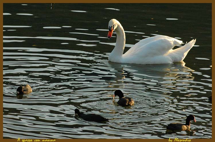 photo "a spasso con mamma" tags: nature, pets/farm animals