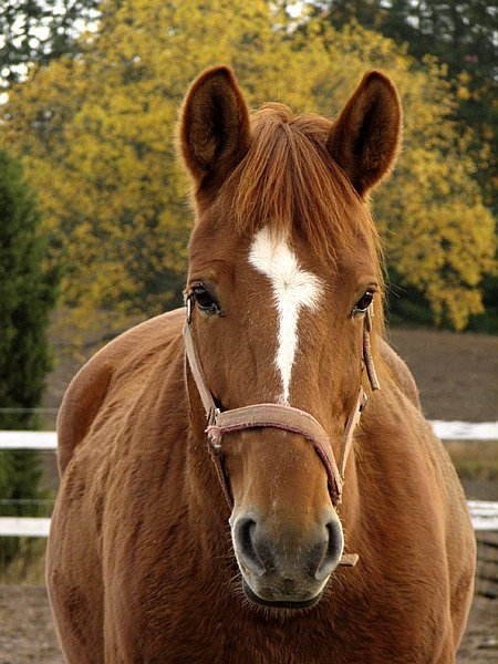 photo "'Portrait'" tags: nature, landscape, autumn, pets/farm animals