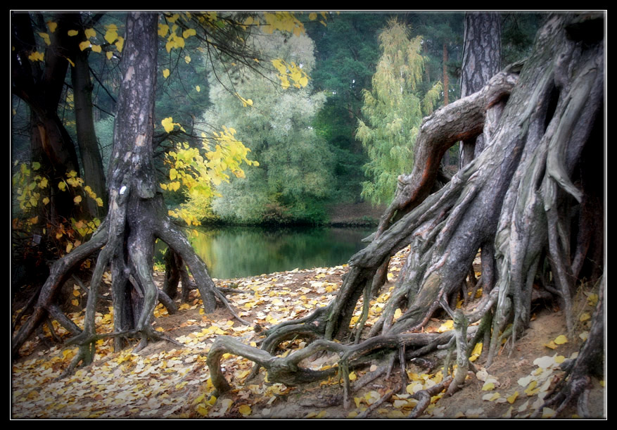 photo "Feelers" tags: landscape, autumn, forest