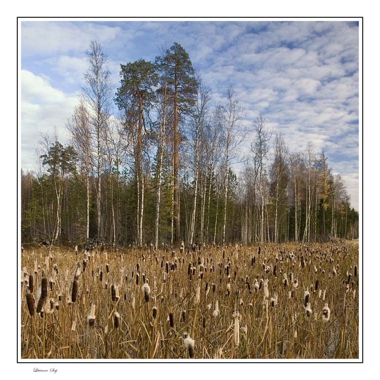 фото "Walk at autumn" метки: пейзаж, осень