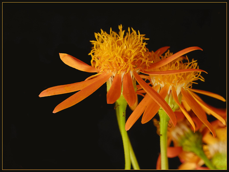 photo "***" tags: nature, macro and close-up, flowers