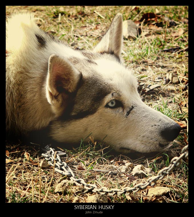 photo "Syberian Husky" tags: portrait, nature, pets/farm animals