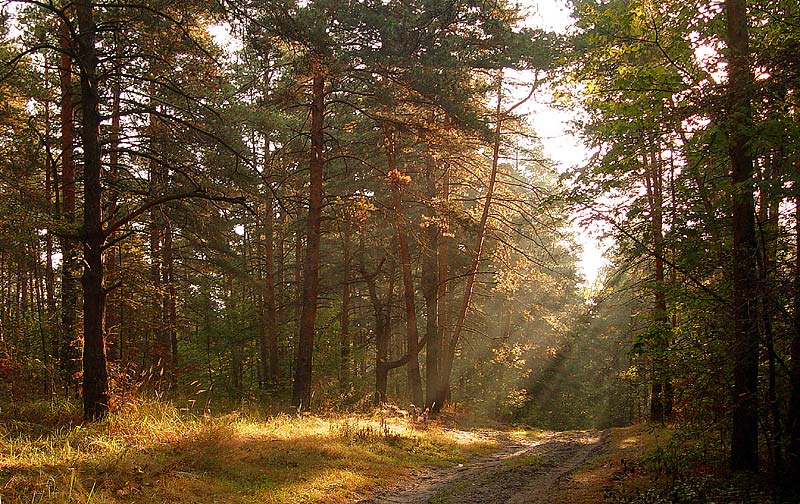 фото "Атмосфера леса." метки: пейзаж, лес, осень