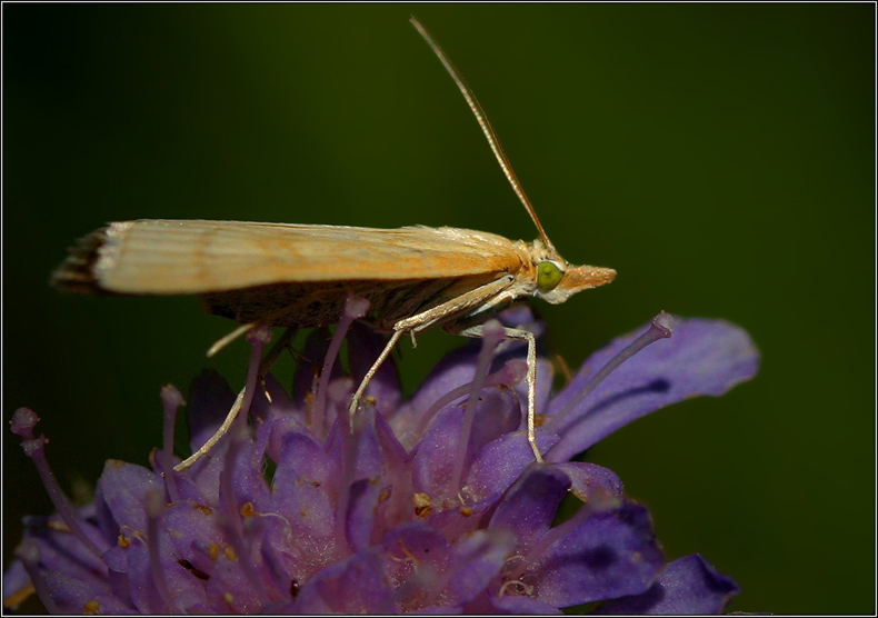 photo "One more very small :}" tags: macro and close-up, nature, insect