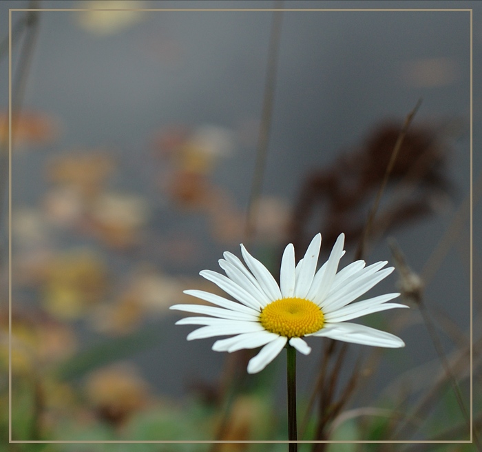 photo "Overdue" tags: nature, landscape, autumn, flowers