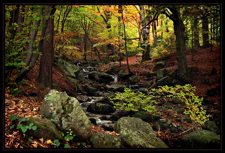 фото "Vitosha Mountain" метки: пейзаж, лес, осень