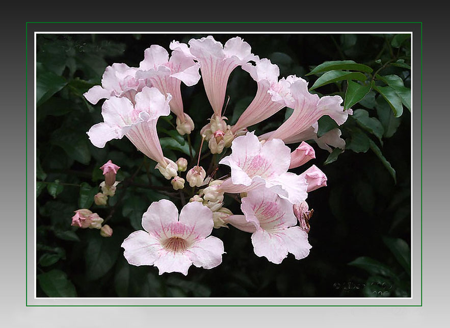 photo "Pink Delight" tags: nature, flowers