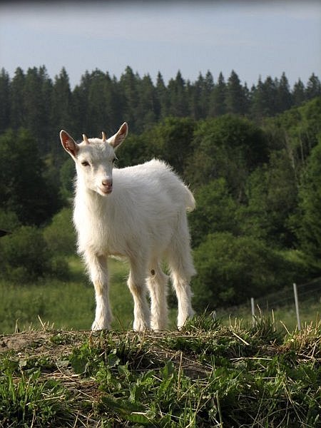 photo "'The soft one'" tags: nature, landscape, pets/farm animals, summer