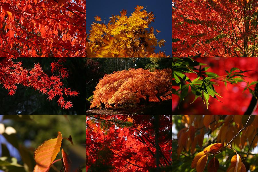 photo "Fall Collage" tags: montage, landscape, autumn