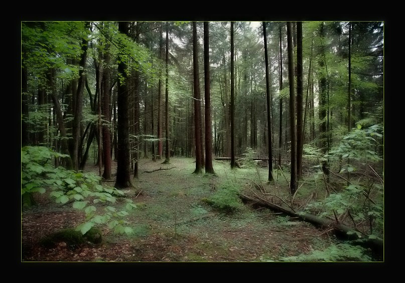 фото "Mysterious Forest" метки: пейзаж, весна, лес