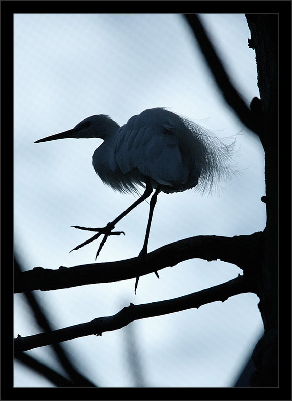 фото "Little Egret. Egretta garzetta." метки: природа, черно-белые, дикие животные