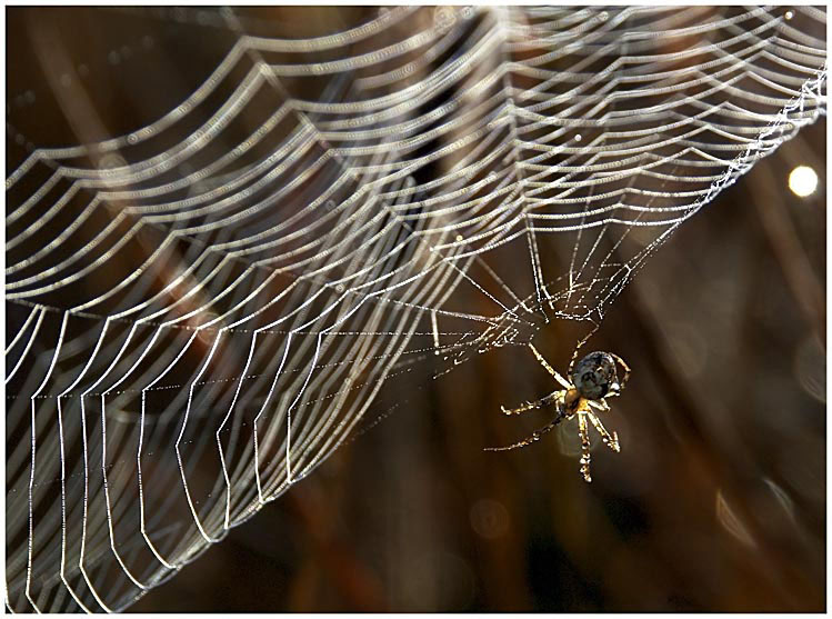 photo "Parachuter" tags: macro and close-up, nature, insect