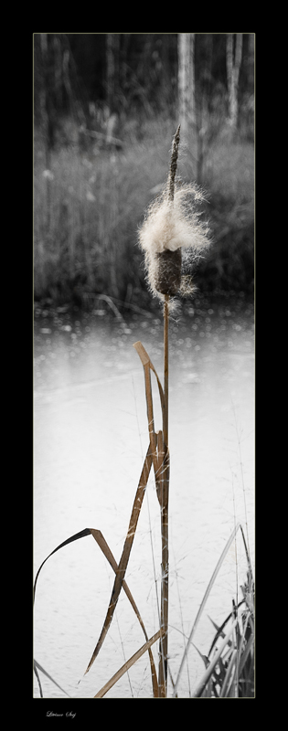 фото "In expectation of winter..." метки: пейзаж, осень