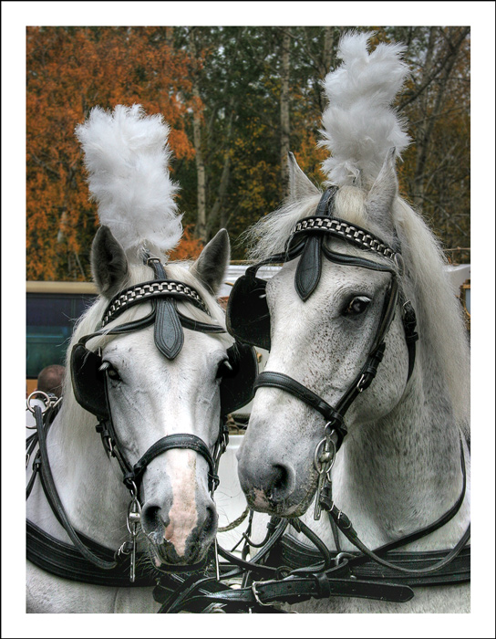 photo "Wedding pair. He and She" tags: nature, pets/farm animals